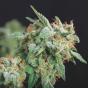 Northern Lights x Runtz (x5)